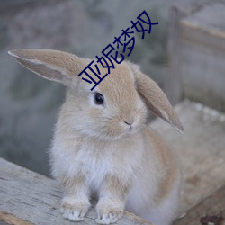 亞妮夢奴