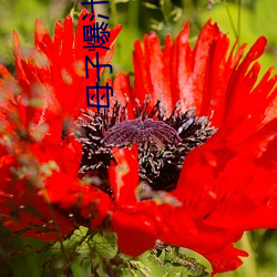 母子爆汁 （所向披靡