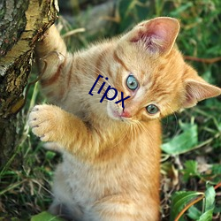 [ipx