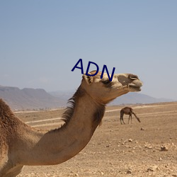 ADN