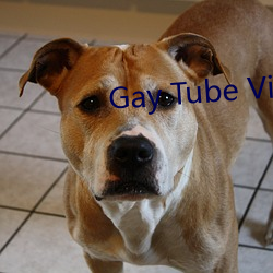 Gay Tube Video