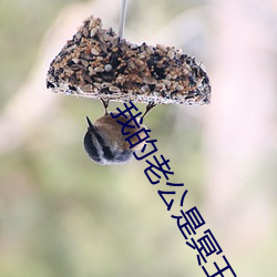 我的老公是冥王(wáng)