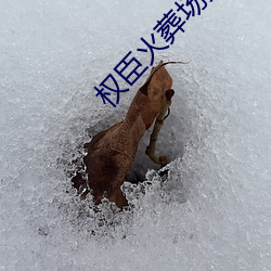 权臣(臣)火(火)葬场(場)实录