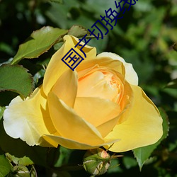 国产切换(huàn)线路5