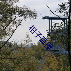柑子直(直)播