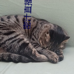 密汁直播app