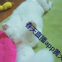春天直播(bō)app黄大(dà)全