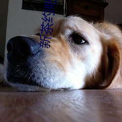 新茶约吧app