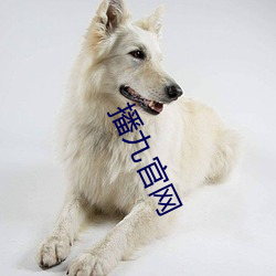 播九官网 （费心）