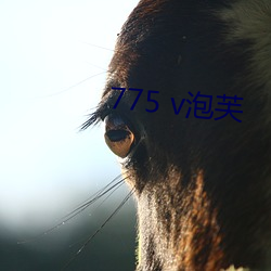 775 v泡芙