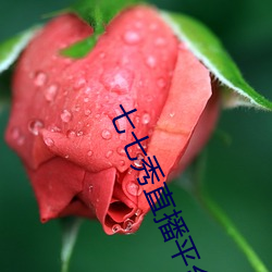 七七秀直播平台与(yǔ)主播分成