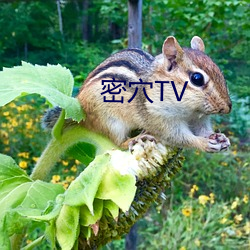 ѨTV