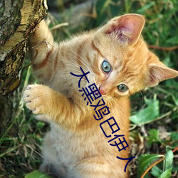 大黑鸡巴伊人
