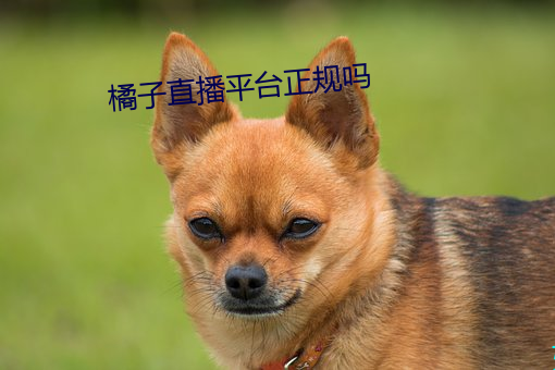 橘子(子)直播平(平)台(台)正规吗(嗎)
