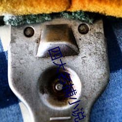 四(四)大(大)名捕小(小)说
