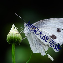 神探大戰 電影
