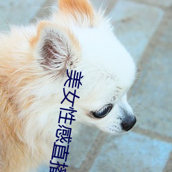 美女性感直播的