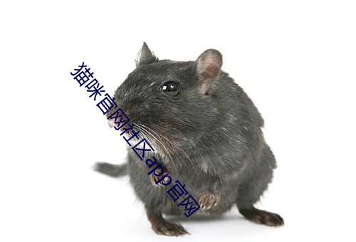 猫咪官网社区app官网