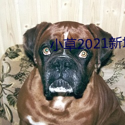 小草2021新地扯一二