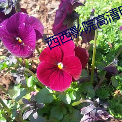 西西影院高清電影