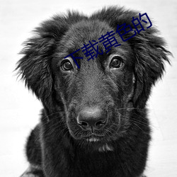 下载黄色的