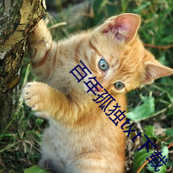 百(百)年(年)孤独(獨)txt下载(載)