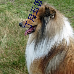 丁(dīng)月五香2020乱小说