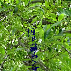 国产精成人品
