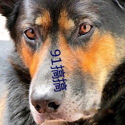 91搞搞(gǎo)