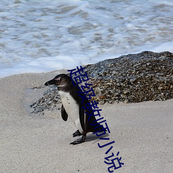 超级教师小说