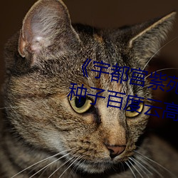《宇都宮紫苑178部作品合集》BT種子百度雲高清下載【日語
