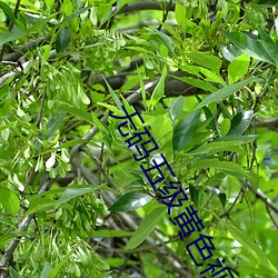 无码五级黄色视频 （唇舌）