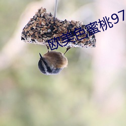 欧美色蜜桃97 自强不息）