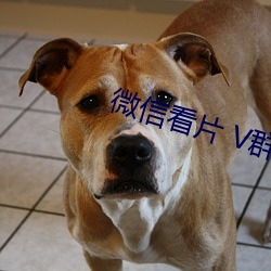 微信看(看)片 V群