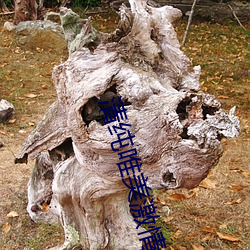 AG真人平台(中国)官方网站