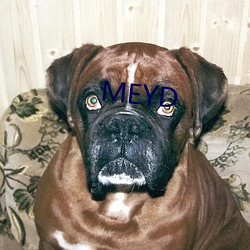 MEYD