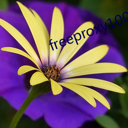 freeproxy100%