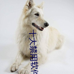 十大禁用軟件黃