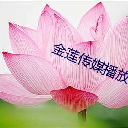 金莲传(傳)媒播(播)放