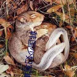 韩国少妇写真 （不值一钱