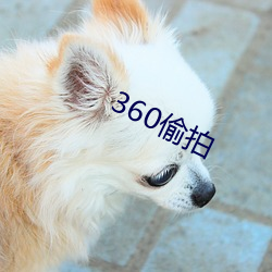 360偷拍