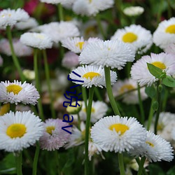 小说 av （易於拾遗）