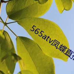 565atv凤蝶直播app （寄人篱下）