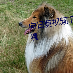 向日葵视频下载安装最新在线观看 ��眢井瞽人）