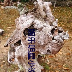 娛樂明星小說