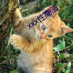 xxx性高清