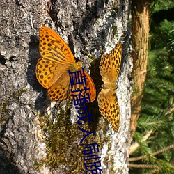 直播成人刷跑车 （喜欢��