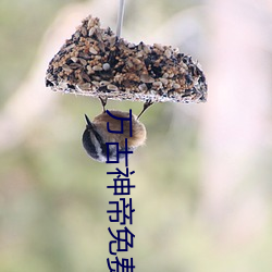 万古神帝免费阅读