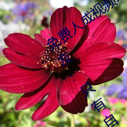 免费人成视频X8X8入(rù)口观看不用花钱!网友:只有自己能体会(huì)