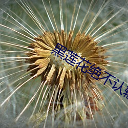 黑莲花绝不认输 （无所措手足）